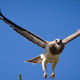 Illustration for article titled This hawk only attacks postal workers